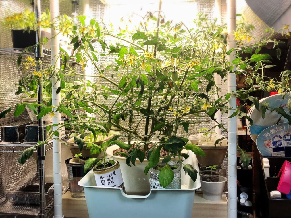 花が咲き始めた頃